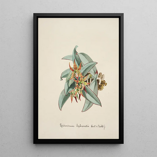 Anonymous - Collection dorchidees Pl57.webp