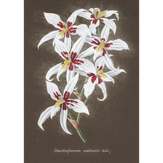 Anonymous - Collection dorchidees Pl64.webp