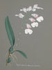 Orchidien kokoelma Pl79 - Anonyymi — näkymä teoksesta
