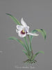 Orchidien kokoelma Pl83 - Anonyymi — näkymä teoksesta