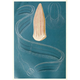 Anonymous - Ctenophores.webp