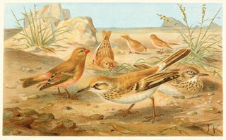 Anonymous - Desert Finch and Desert Lark.webp