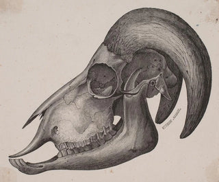 Anonymous - Dyrekranie med horn.webp