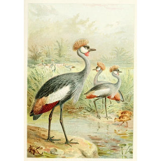 Anonymous - East African Balearic Crane.webp