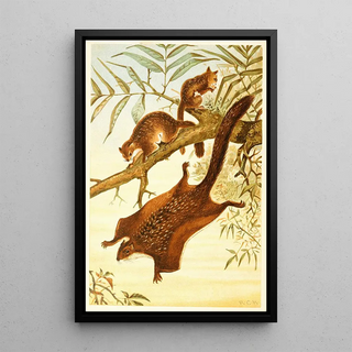 Anonymous - Flying Squirrel.webp