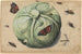 Tête de chou avec insectes - Anonyme — näkymä teoksesta