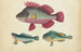 Un poisson rose, deux poissons verts - Anonyymi — näkymä teoksesta
