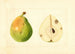 Pyrus communis - Anonyymi — näkymä teoksesta