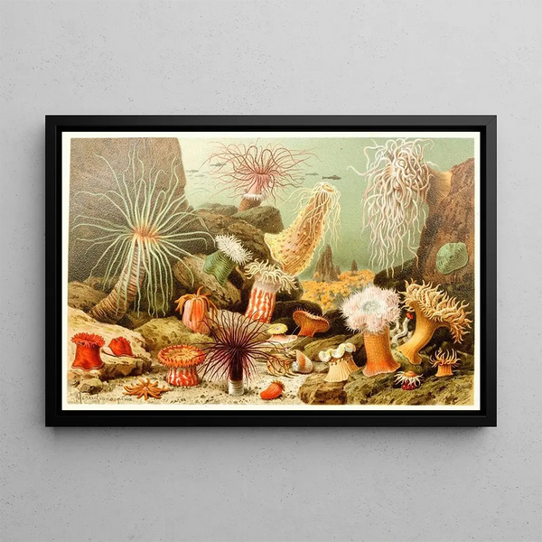 Anonymous - Sea Anemones.webp