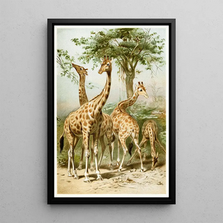 Anonymous - South African Giraffes.webp