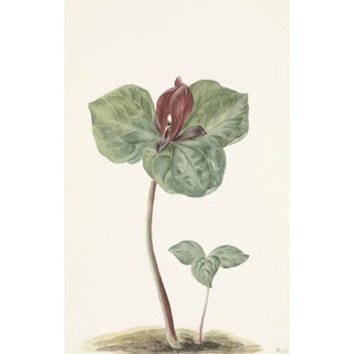Anonymous - Trillium.webp