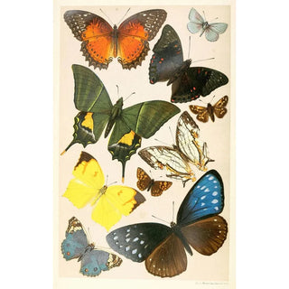 Anonymous - Typical Butterflies.webp