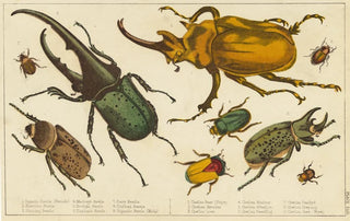 Anonymous - Various kinds of beetles.webp