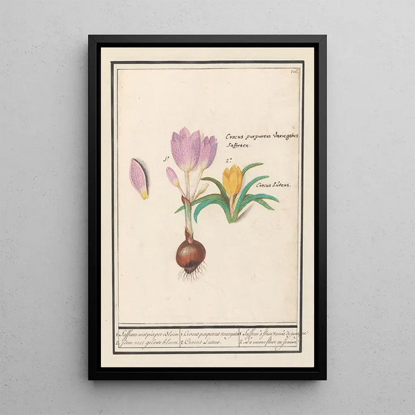 Anselmus Botius de Boodt - 1 Corcus purpereus variegatus 2 Corcus Lutens.webp