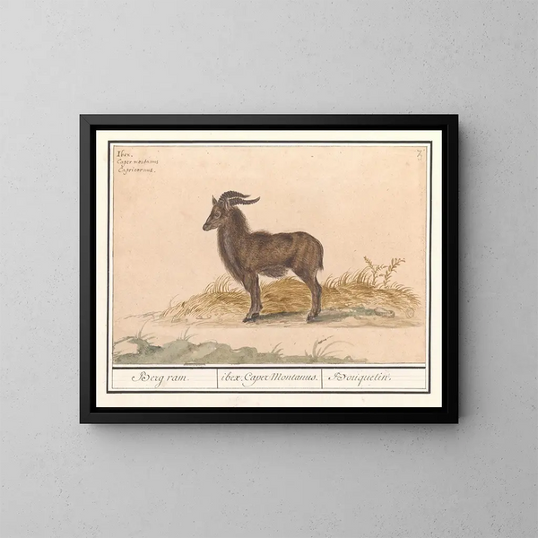 Alppien ibex - Anselmus Botius de Boodt — kehystetty taideteos seinällä