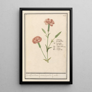 Anselmus Botius de Boodt - Anjer Dianthus Gentille pot bloemen retonica Gariophilus oeuillet.webp
