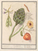 Artisjokki Cynara scolymus vihannes Vicia faba ja lampionkasvi Physalis - Anselmus Botius de Boodt — näkymä teoksesta