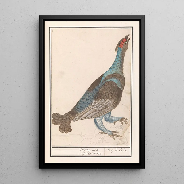 Anselmus Botius de Boodt - Auerhoen Tetrao urogallus.webp