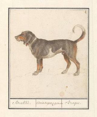 Anselmus Botius de Boodt - Beagle of Braque du Bourbonnais Canis lupus familiaris.webp