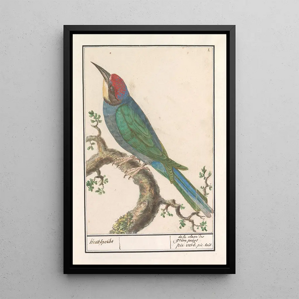 Anselmus Botius de Boodt - Bijeneter Merops apiaster.webp