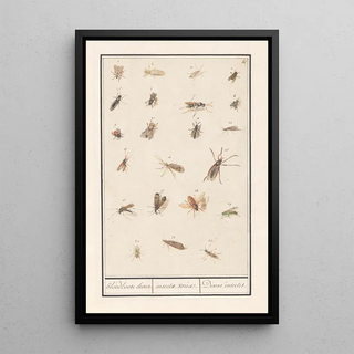 Anselmus Botius de Boodt - Blad met tweentwintig gevleugelde insecten bloedloose dieren insectae variae Divers insectes.webp