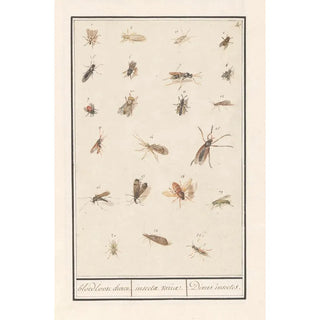 Anselmus Botius de Boodt - Blad met tweentwintig gevleugelde insecten bloedloose dieren insectae variae Divers insectes.webp