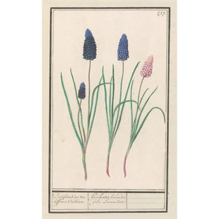 Anselmus Botius de Boodt - Blauwe druifjes Muscari botryoides.webp