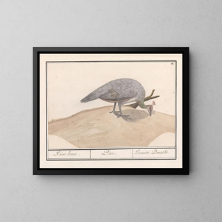 Anselmus Botius de Boodt - Blauwe pauw Pavo cristatus.webp