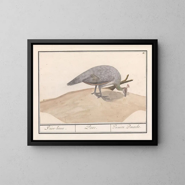 Sininen peacock Pavo cristatus - Anselmus Botius de Boodt — kehystetty taideteos seinällä