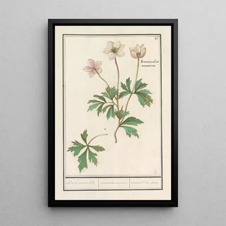 Anselmus Botius de Boodt - Bosanemoon Anemone nemorosa Bosch roononckel ranunculus nemorum ranoncule des Bois.webp