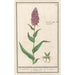 Maalauksen jäljennös Orchis suuri maalaus - Anselmus Botius de Boodt