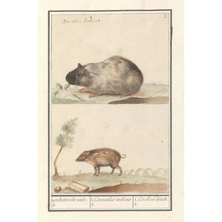 Anselmus Botius de Boodt - Cavia Cavia porcellus en varken 1 Indiaensche ratte 2 1 Cuniculus indicus 2 1 Cochon dinde 2.webp