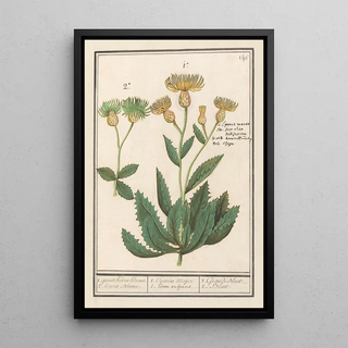 Anselmus Botius de Boodt - Centauri Centaurea 1 groote Koorn bloeme 2 Koorn Bloeme.webp