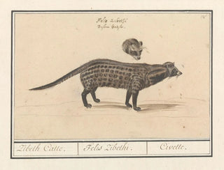 Anselmus Botius de Boodt - Civetkat Viverra Zibeth Catte Felis Zibethi Civette.webp