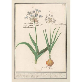 Anselmus Botius de Boodt - Daslook Allium ursinum.webp