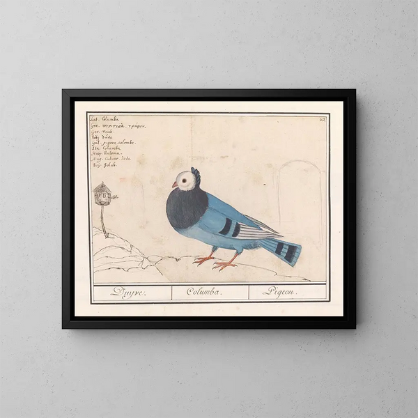 Colombe des pigeons - Anselmus Botius de Boodt — kehystetty taideteos seinällä