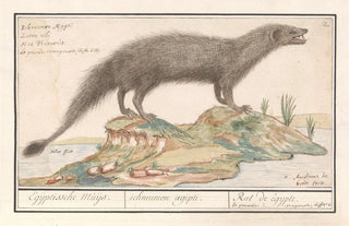 Anselmus Botius de Boodt - Egyptische ichneumon Herpestes ichneumon.webp