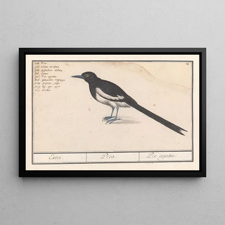 Anselmus Botius de Boodt - Ekster Pica pica.webp