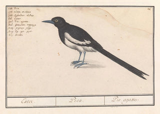 Anselmus Botius de Boodt - Ekster Pica pica.webp