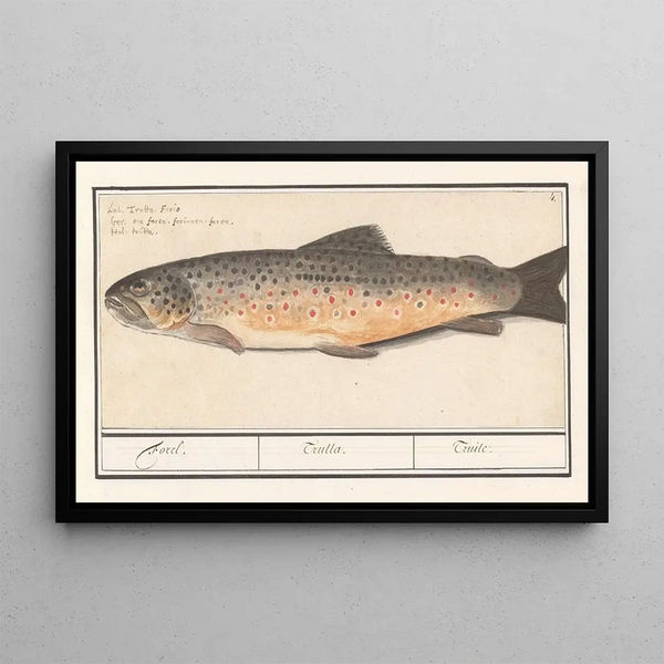 Anselmus Botius de Boodt - Forel Salmo trutta Forel Trutta Truile.webp