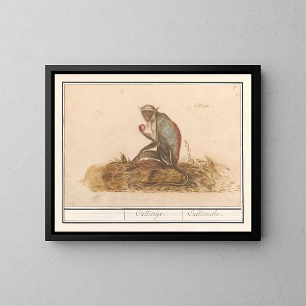 Suricate vert Chlorocebus sabaeus Callitrix Callitriche - Anselmus Botius de Boodt — kehystetty taideteos seinällä