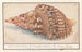 Triton-yhteisöstä Charonia tritonis -maalaus Tritonin suuri torvi Strombus Magnus -meritorvi Tritonin conch -maalaus Anselmus Botius de Boodt — näkymä teoksesta