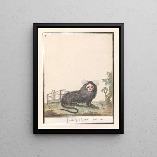 Anselmus Botius de Boodt - Gewoon penseelaapje of witpluimoeistitie Callithrix jacchus Galeopithecus ouistiti.webp