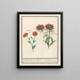 Anselmus Botius de Boodt - Goudsbloem Calendula en Duizendschoon Dianthus barbatus 1 Goude bloemen 2 houpeel Bloemen.webp