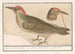 Pic vert Picus viridis - Anselmus Botius de Boodt — näkymä teoksesta