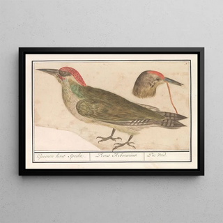 Anselmus Botius de Boodt - Groene specht Picus viridis.webp