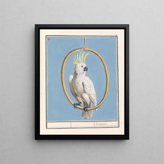 Anselmus Botius de Boodt - Grote geelkuifkaketoe Cacatua galerita Kakatos.webp