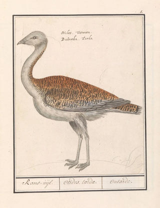 Anselmus Botius de Boodt - Grote trap Otis tarda.webp