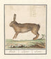 Haas Lepus europaeus Haeze Lepus Lièvre - Anselmus Botius de Boodt — näkymä teoksesta