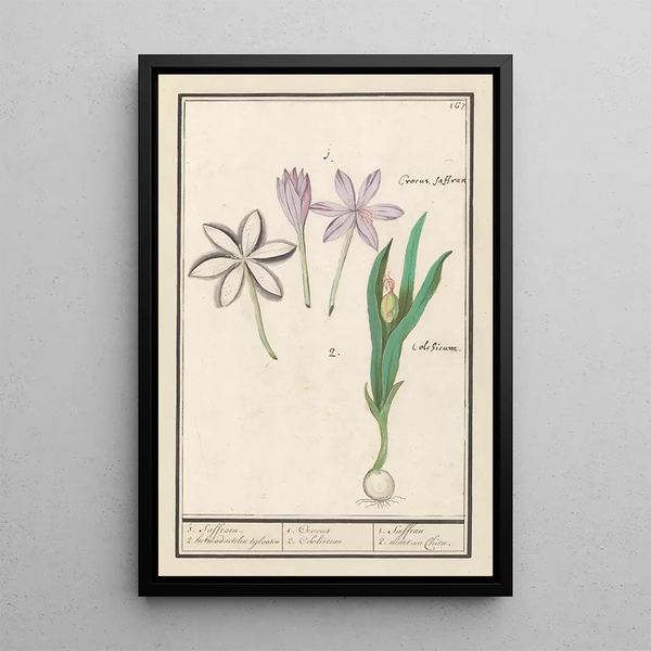 Anselmus Botius de Boodt - Herfsttijloos Colchicum autumnale 1 Saffraen 2 hermodactelen tijloosen.webp